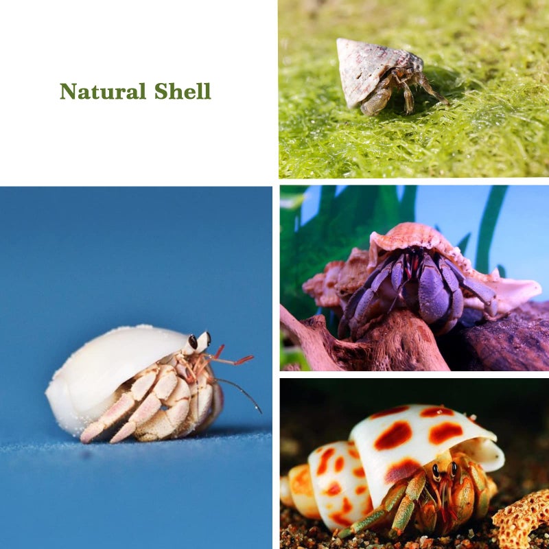 Lucky Baby 15+pcs Hermit Crab Shells Small to Medium Sea Conch Size 1/4-1 1/2 Inches Natural Growth Turbo Seashells Conch for Small Hermit Crab Turbo Shells - Image 4